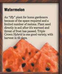 slice
of story about watermelon